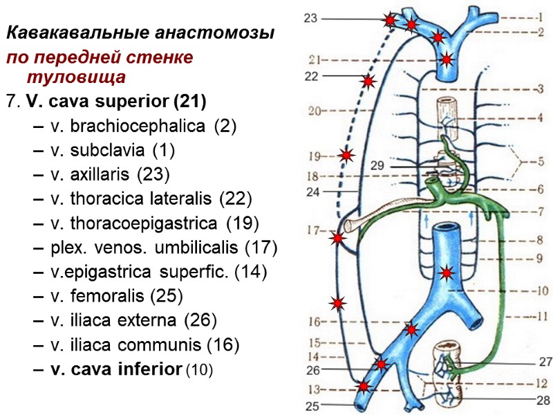 18 Кавакавальные анастомозы  по передней стенке туловища 7. V. cava superior (21) v.